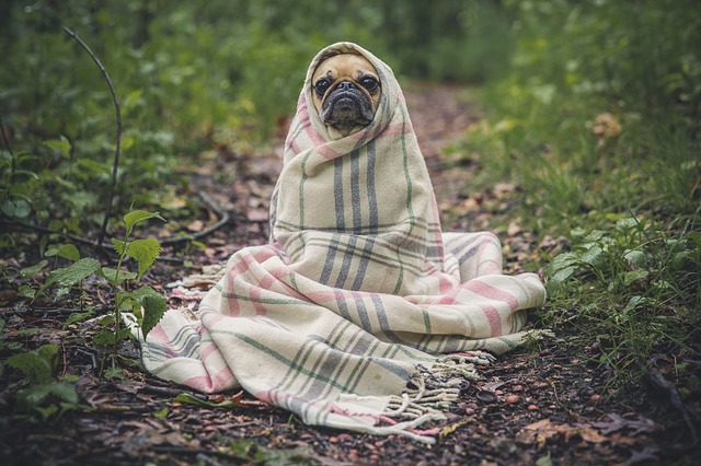 犬飼うんじゃなかった